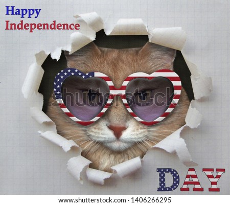 The cat in heart shaped sunglasses is looking through hole in the hole of paper. Happy independence day.
