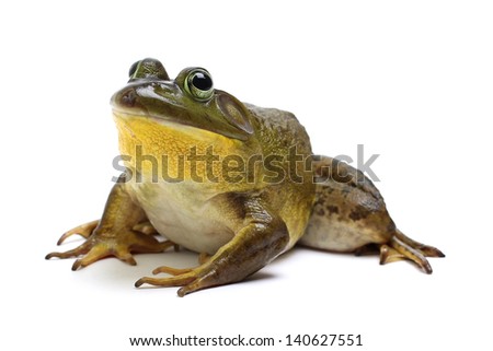 Bull Frog on a White Background Royalty-Free Stock Photo #140627551