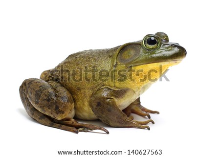 Bull Frog on a White Background Royalty-Free Stock Photo #140627563