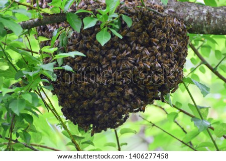 Young bee swarm of Apis mellifera caucasia in the branches of a tree in the foothill forest of the North Caucasus                               