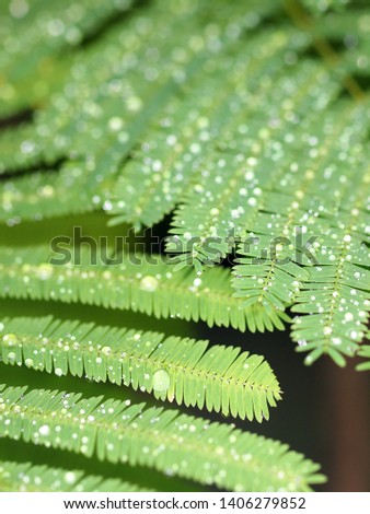 selective focus blur background of green leaves plant looks like the horse tamarind plant, the lead tree, genus Leucaena Acacia, with dark green bokeh background