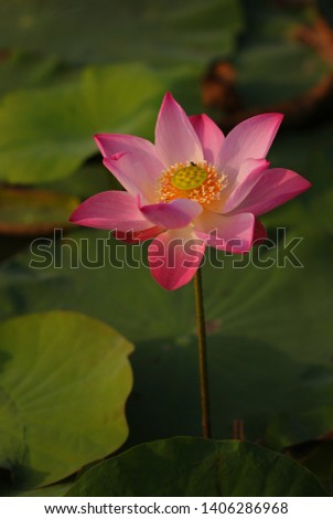 Blooming beautiful lotus flower in garden