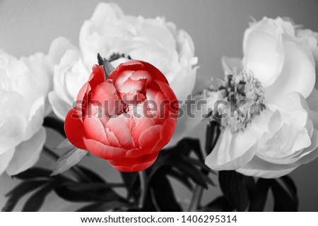 Fresh and Fading peony flowers bouquet background. Falling petals. Funeral flowers; mourning card; life death grief concept. Abstract retro art. Different, unique idea. Black white red toned photo.  