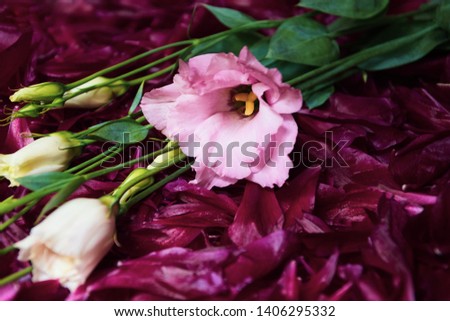 Pink white lisianthus flowers laying over purple petals. Passion love concept. Anniversary celebration idea. Floral vintage background. Natural still life abstract art. Florist design composition.  