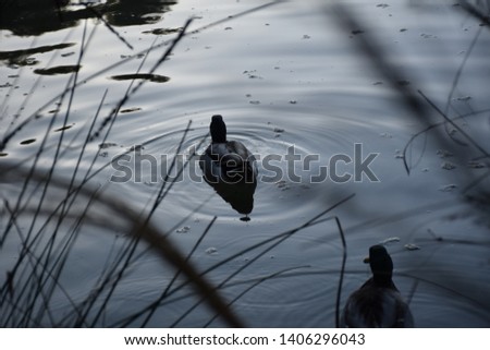 
Ducks free to swim in a pond lost in the countryside