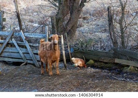 Picture of domestic goat and hen in fold