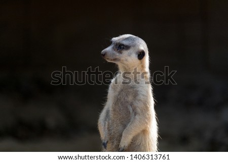 Meerkat on the lookout 2