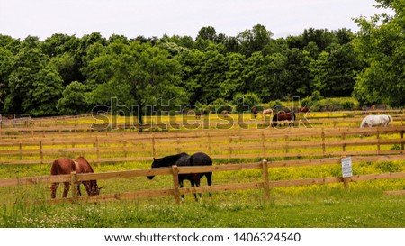 Horses in a field grazing on grass
