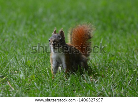 Close up of American Red Squirrel