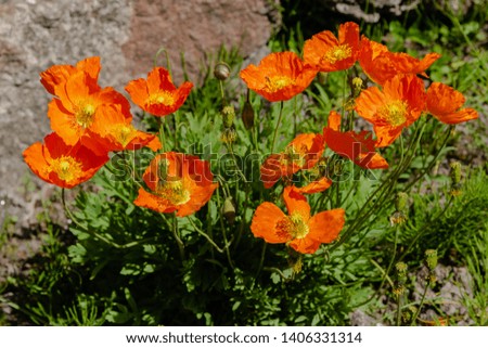 Eschscholzia californica in rock garden. Orange flowers of California poppy in spring garden.