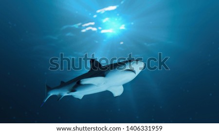 Shark is swimming underwater in ocean.