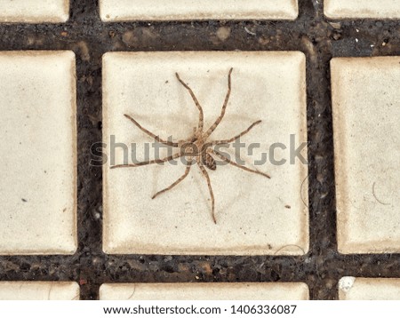 Huntsman spider sits in the middle of a square tile