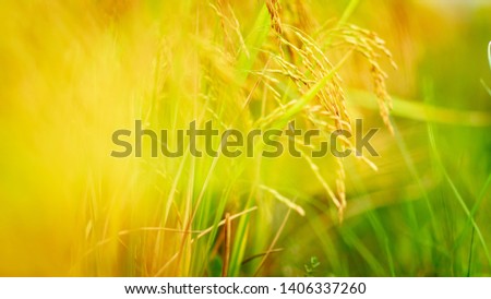 Rice cultivation in Indian Villages, source for food in India  Royalty-Free Stock Photo #1406337260