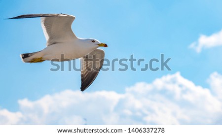 A close up photo of a Seagull flying under blue sky  Royalty-Free Stock Photo #1406337278