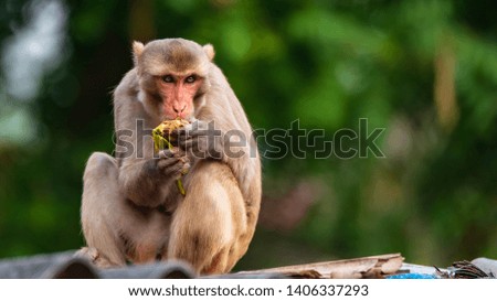 An Asian Monkey eating mango on the top of a house Royalty-Free Stock Photo #1406337293