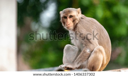 An Asian Monkey sitting on the top of a village house  Royalty-Free Stock Photo #1406337302