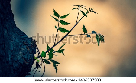 A small branch sprouting from a huge dried tree Royalty-Free Stock Photo #1406337308