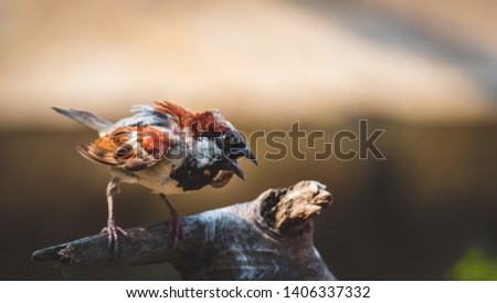 A Sparrow standing on a dried wood and looking for water on a hot Summer day  Royalty-Free Stock Photo #1406337332