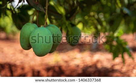 Mango Garden with fresh Mangos and sprouts ready to eat  Royalty-Free Stock Photo #1406337368
