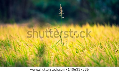 Rice cultivation in Indian Villages, source for food in India  Royalty-Free Stock Photo #1406337386
