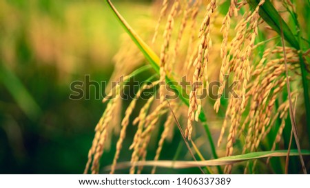 Rice cultivation in Indian Villages, source for food in India  Royalty-Free Stock Photo #1406337389
