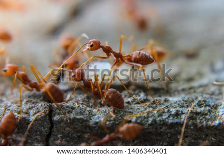 Red imported fire ant,Action of fire ant Royalty-Free Stock Photo #1406340401
