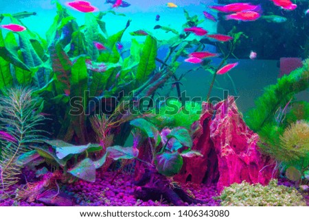 Free-swimming aquarium fish in a fish tank.