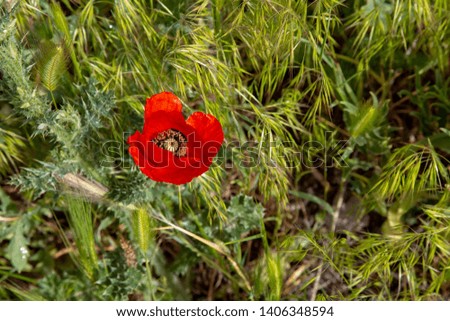 Red poppy flower over natural background.