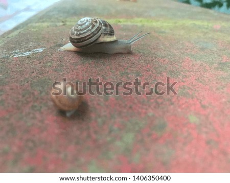 Snail on the stone wall