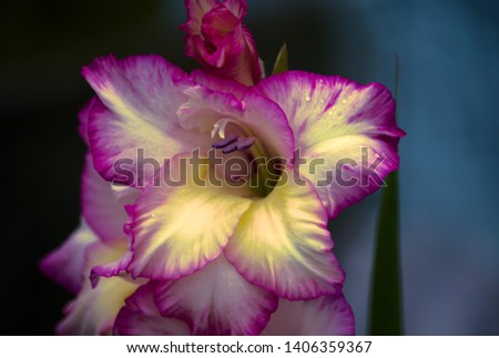Image of a fully open, pink and white gladiolus flower