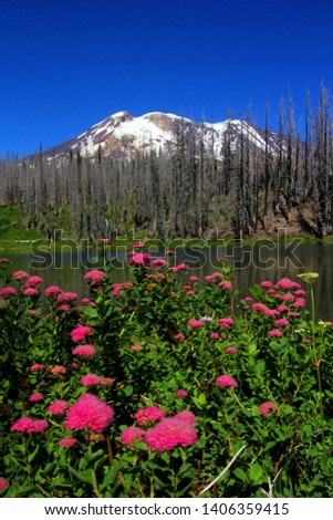 Wildflowers and Snags - Mt Hood National Forest