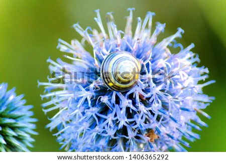 Echinops or globe thistle flower and common snail, Cepaea hortensis