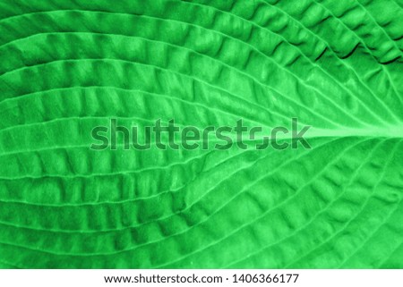 Blurred Pattern of Green Leaf. Abstract Nature Background. Blurred Texture Of  Green Leaf. 