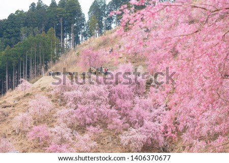 cherry blossoms flower in nara japan