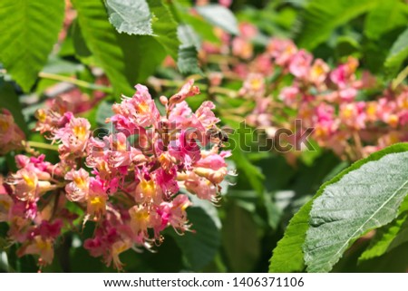 Pink horse chestnut flowers with a flying bee
