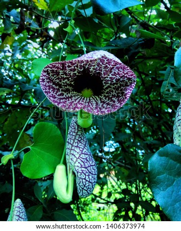 Blossom of exotic Calico flower or Elegant Dutchman's Pipe (Aristolochia littoralis), also known as "the duck" growing in an African forest.