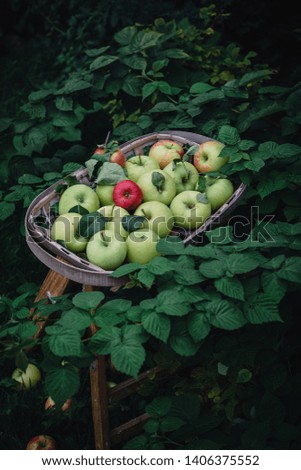 Ginger gold apples in a tobacco basket in a garden. Natural green background with raspberry bushes/plants and leaves. 