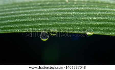 Beautiful Three Water drop on the green grass leaf close up shot macro photography on black background in high definition