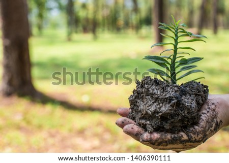 ็Hand man holding small tree plant a tree