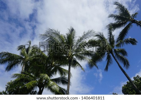 The picture shows palms on fitzroy island in Australia.