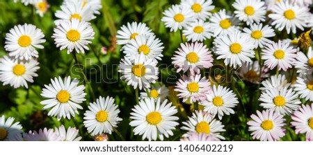 Daisies field. Daisy flowers on spring meadow - grass and daisies. Lovely blossom daisy flowers background.