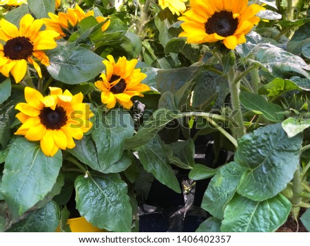 decorative small sunflowers close up
