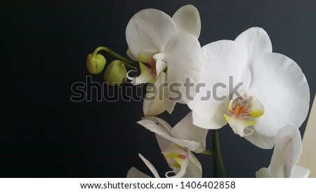 flowers of newly opened white orchids