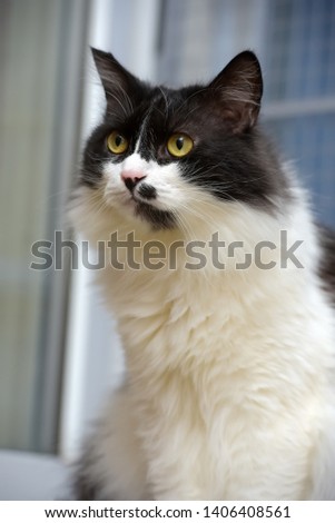 black and white fluffy beautiful Norwegian forest cat