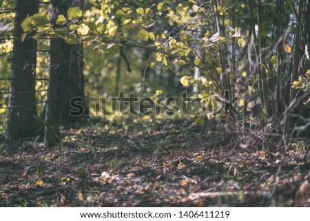 colored tree leaves lush pattern in forest with branches and sunlight in early autumn nature at countryside - vintage old film look