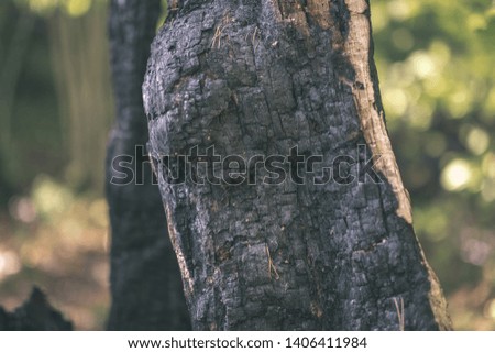 dry wood. tree trunk stomp textured pattern abstract texture of fallen broken tree with age lines. wooden art in natural environment - vintage old film look