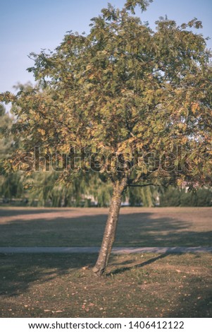 single isolated large big tree in nature environment with huge trunk and foliage around - vintage retro film look