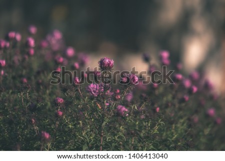 purple autumn flowers on blur background in countryside in morning light - vintage old film look