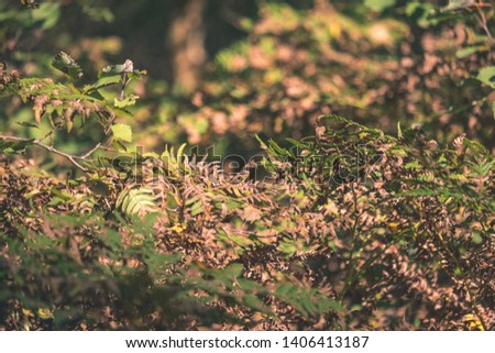 colored tree leaves lush pattern in forest with branches and sunlight in early autumn nature at countryside - vintage old film look