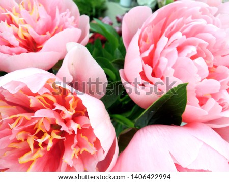 Blurred image. Peonies pattern wallpaper. Beautiful pink peony flowers close up. Hello spring. Happy mother's day. International women's day